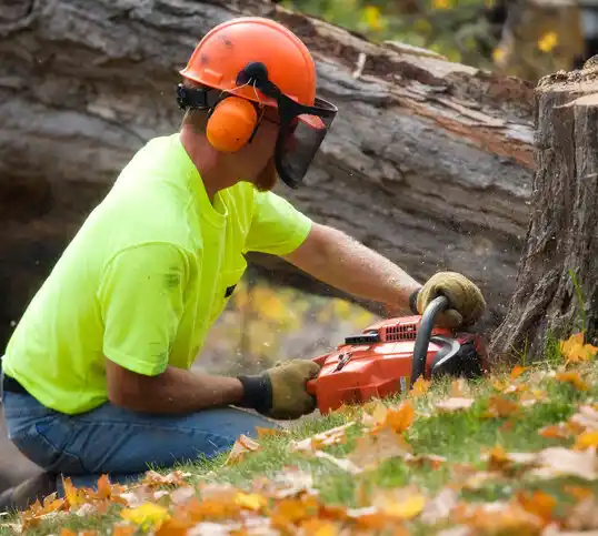 tree services North Ridgeville